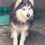 Pomsky Mowgli, 12/2023,ca. 40 cm
