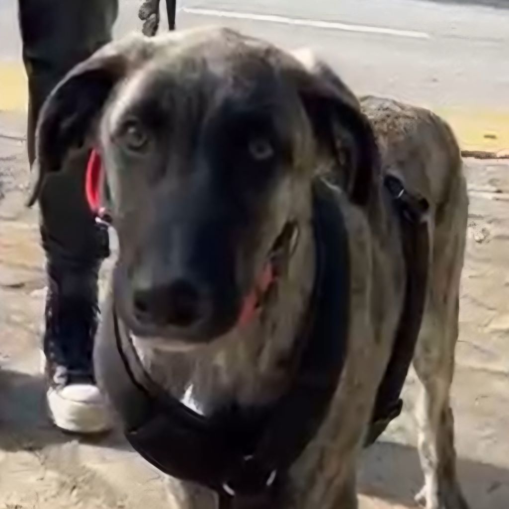 Mischling Mr. Cole, 10/2025, Endgröße ca. 65 cm