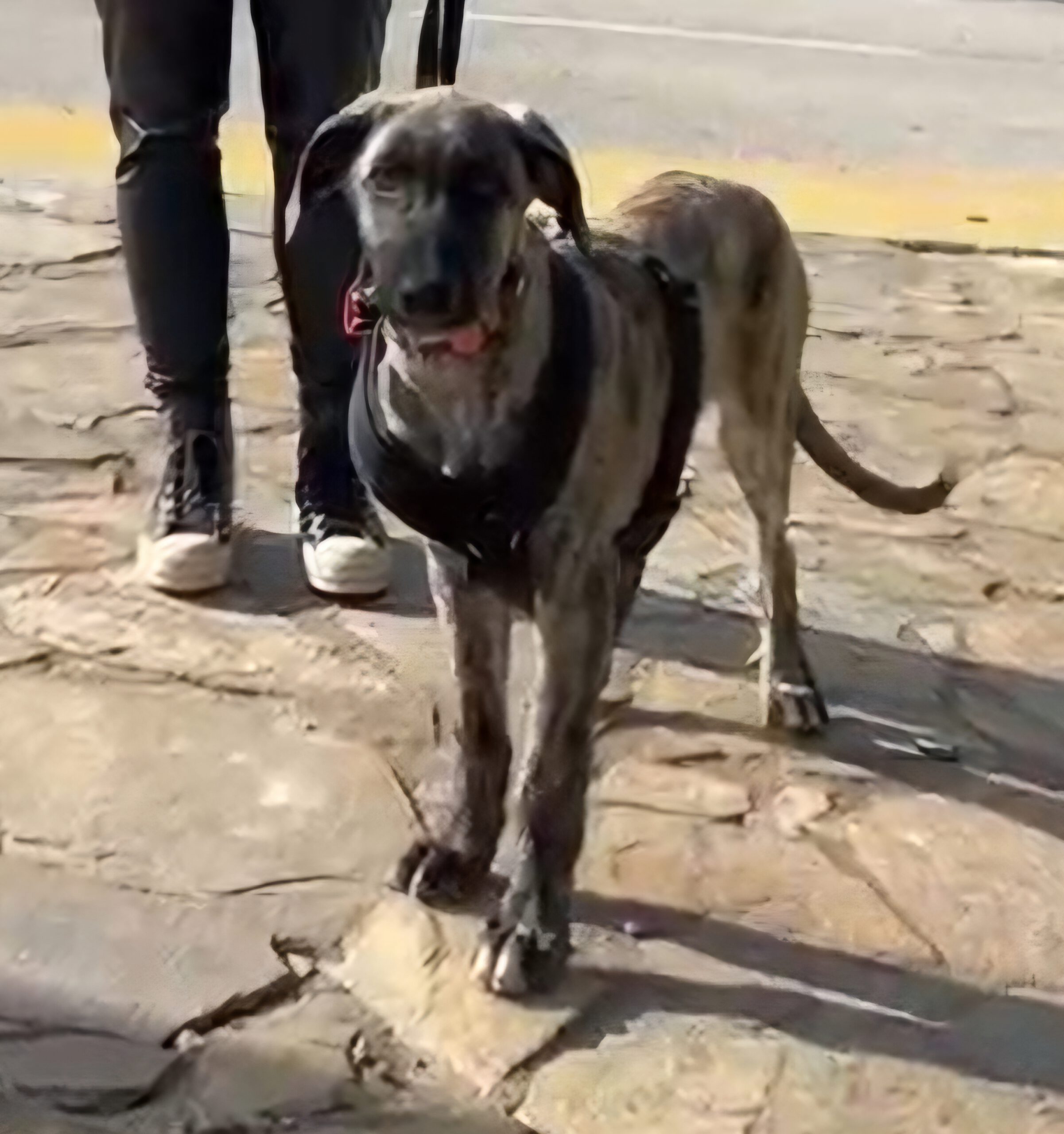 Mischling Mr. Cole, 10/2025, Endgröße ca. 65 cm