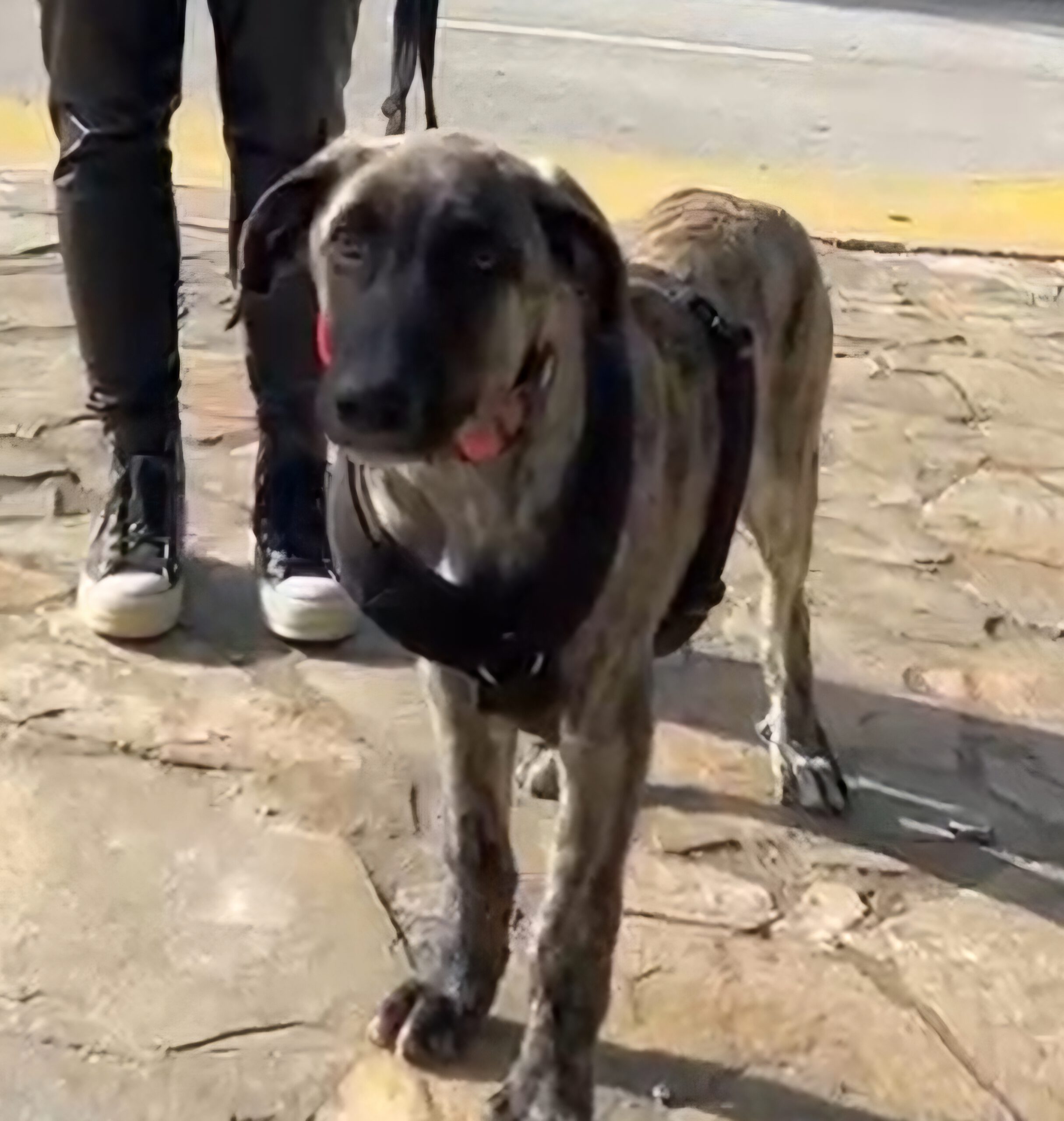 Mischling Mr. Cole, 10/2025, Endgröße ca. 65 cm