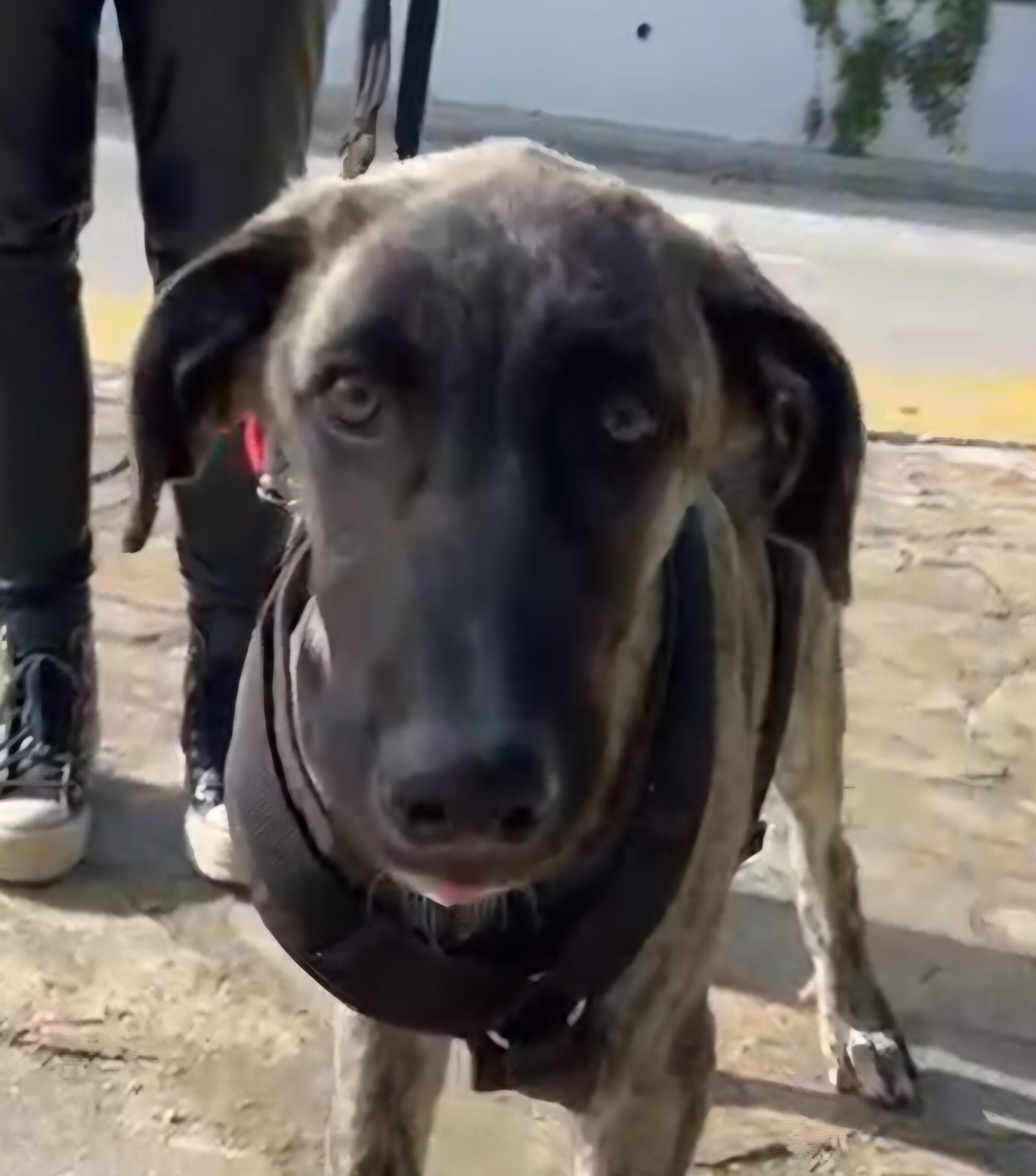 Mischling Mr. Cole, 10/2025, Endgröße ca. 65 cm