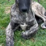 Mischling Mr. Cole, 10/2025, Endgröße ca. 65 cm