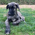 Mischling Mr. Cole, 10/2025, Endgröße ca. 65 cm