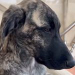 Mischling Mr. Cole, 10/2025, Endgröße ca. 65 cm