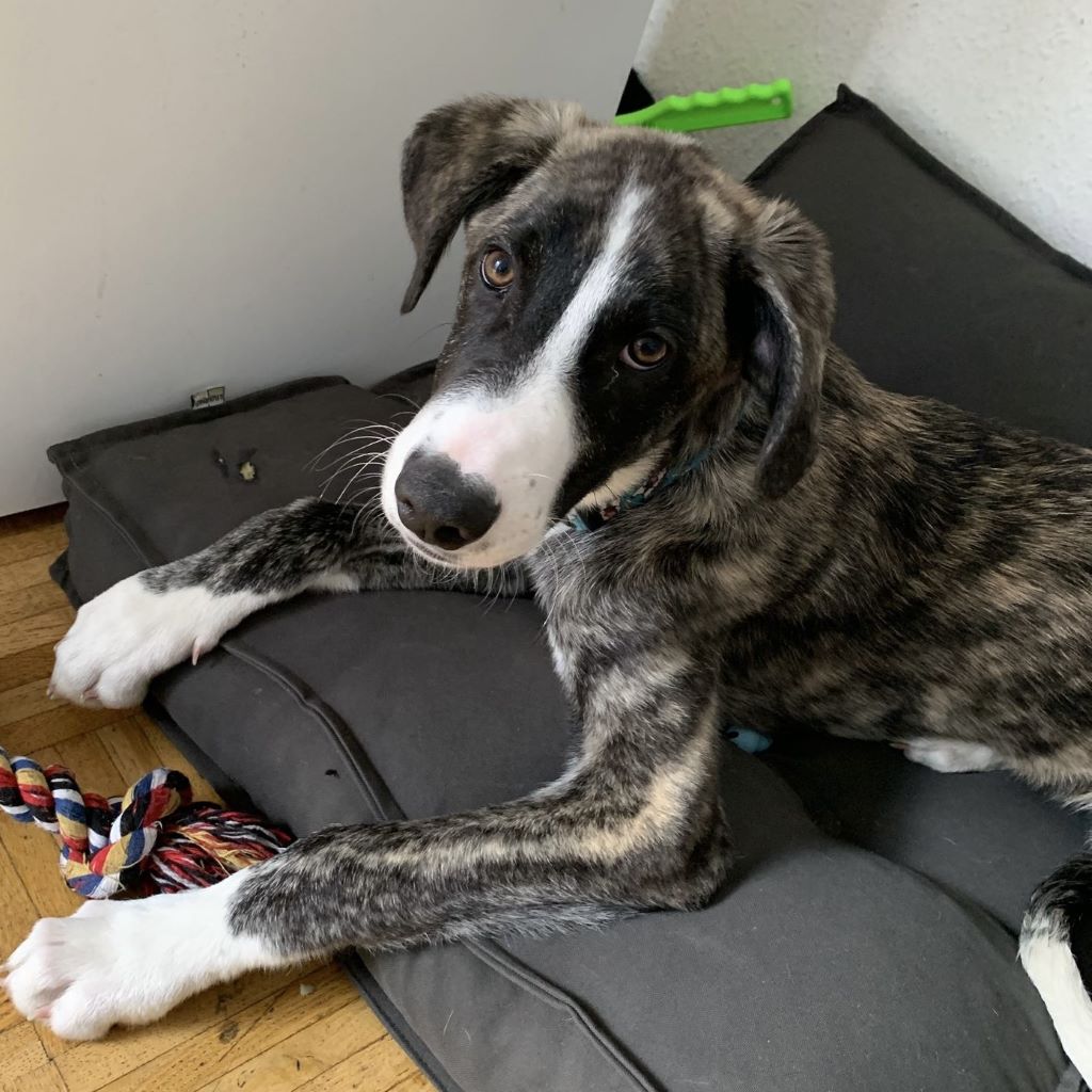 Mischling Mr. Cuddles, 10/2025, Endgröße ca. 65 cm, 45138 Essen