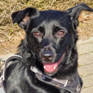 Mischling Nala, 11/2023, ca. 51 cm, 25436 Uetersen