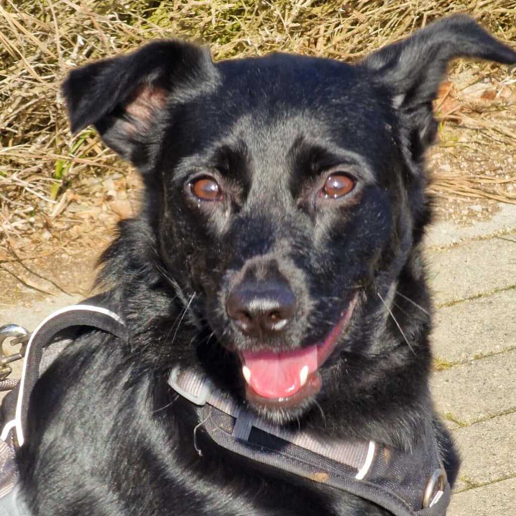 Mischling Nala, 11/2023, ca. 51 cm, 25436 Uetersen