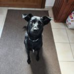 Mischling Nala, 11/2023, ca. 51 cm, 25436 Uetersen