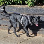 Mischling Nala, 11/2023, ca. 51 cm, 25436 Uetersen