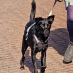 Mischling Nala, 11/2023, ca. 51 cm, 25436 Uetersen