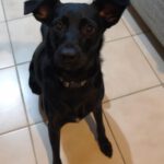 Mischling Nala, 11/2023, ca. 51 cm, 25436 Uetersen