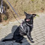 Mischling Nala, 11/2023, ca. 51 cm, 25436 Uetersen