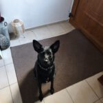 Mischling Nala, 11/2023, ca. 51 cm, 25436 Uetersen