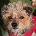 Yorkshire Terrier Nanai, 05/2025, ca. 35 cm