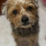 Yorkshire Terrier Nanai, 05/2025, ca. 35 cm