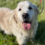 Golden Retriever Nata, 01/2018, ca. 55 cm