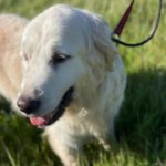 Golden Retriever Nata, 01/2018, ca. 55 cm