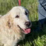 Golden Retriever Nata, 01/2018, ca. 55 cm