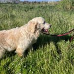 Golden Retriever Nata, 01/2018, ca. 55 cm