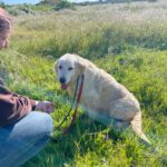 Golden Retriever Nata, 01/2018, ca. 55 cm