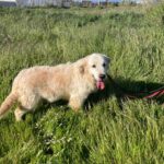 Golden Retriever Nata, 01/2018, ca. 55 cm