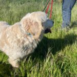 Golden Retriever Nata, 01/2018, ca. 55 cm