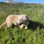 Golden Retriever Nata, 01/2018, ca. 55 cm