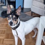 Bodeguero Nati, 07/2023, ca. 43 cm, 21031 Hamburg