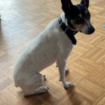 Bodeguero Nati, 07/2023, ca. 43 cm, 21031 Hamburg