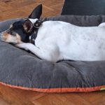 Bodeguero Nati, 07/2023, ca. 43 cm, 21031 Hamburg