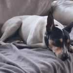 Bodeguero Nati, 07/2023, ca. 43 cm, 21031 Hamburg