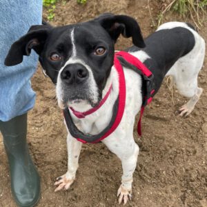 Pointer Negro, 07/2024, ca. 45 cm