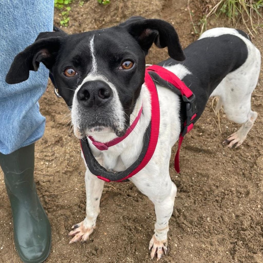 Pointer Negro, 07/2024, ca. 45 cm