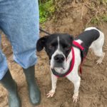 Pointer Negro, 07/2024, ca. 45 cm