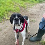 Pointer Negro, 07/2024, ca. 45 cm