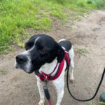 Pointer Negro, 07/2024, ca. 45 cm