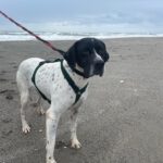 Pointer Negro, 07/2024, ca. 45 cm