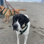 Pointer Negro, 07/2024, ca. 45 cm