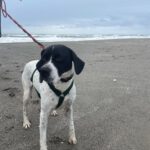 Pointer Negro, 07/2024, ca. 45 cm