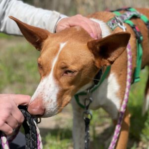 Podenco Neo, 02/2023, ca. 55 cm