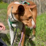 Podenco Neo, 02/2023, ca. 55 cm