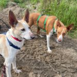 Podenco Neo, 02/2023, ca. 55 cm