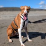 Podenco Neo, 02/2023, ca. 55 cm