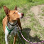 Podenco Neo, 02/2023, ca. 55 cm