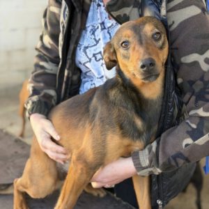 Mischling Nestlé, 04/2025, ca. 40 cm