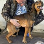 Mischling Nestlé, 04/2025, ca. 40 cm