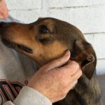 Mischling Nestlé, 04/2025, ca. 40 cm