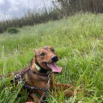 Mischling Nestlé, 04/2025, ca. 40 cm