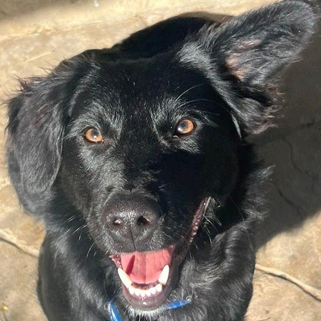 Podenco-Border Collie-Mischling Nico, 04/2025, Endgröße ca. 40 cm