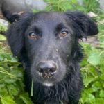 Podenco-Border Collie-Mischling Nico, 04/2025, Endgröße ca. 40 cm